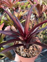 Aechmea chantinii 'Black' (Skotak) - Bird Rock Tropicals