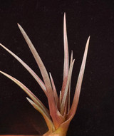 Tillandsia esseriana