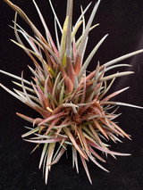 Tillandsia esseriana