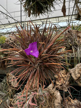 Tillandsia esseriana
