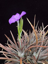 Tillandsia esseriana