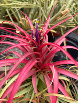 Tillandsia abdita (T. bradeana)