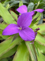 Krenakanthus roseolilacinus