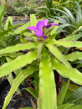 Krenakanthus roseolilacinus