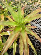 Krenakanthus roseolilacinus