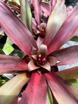  xNiduregelia Chantrieri (Nidularium innocentii X Neoregelia carolinae)