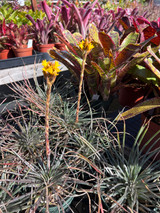 Dyckia choristaminea