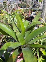Guzmania remyi 