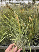 Tillandsia fasciculata v. venospica X remota