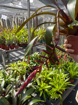 Vriesea agostiniana