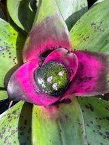 Neoregelia Cherry Jam