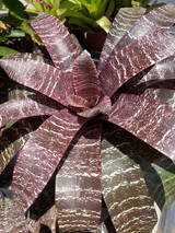 Vriesea ‘Chocolate Glyphs’ Vriesea ‘Chocolate Glyphs’