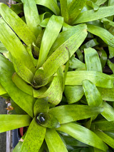 Nidularium ‘Leprosa’