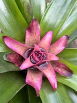 Nidularium ‘Leprosa’