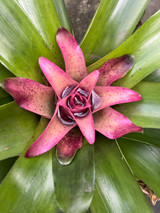 Nidularium ‘Leprosa’ Nidularium ‘Leprosa’