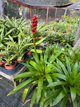 Guzmania kentii