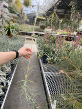 Tillandsia mereliana