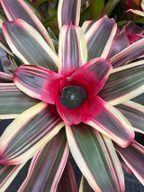 Neoregelia van Durme Neoregelia van Durme