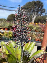 Aechmea mexicana Aechmea mexicana