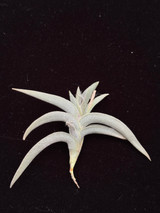 Tillandsia gilliesii