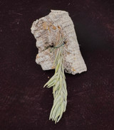 Tillandsia burle-marxii Tillandsia burle-marxii