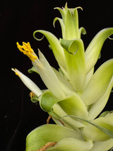 Tillandsia tillii