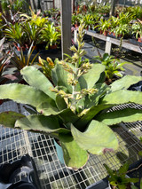 Hohenbergia burle-marxii Hohenbergia burle-marxii