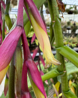 x Vrieslandsia Arden's Comet