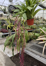 x Vrieslandsia Arden's Comet