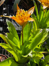 Canistrum auratum