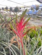Tillandsia fasciculata v. densispica hybrid