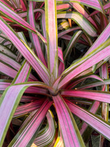 Guzmania zahnii ‘variegated’