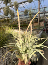 Tillandsia latifolia x achyrostachys