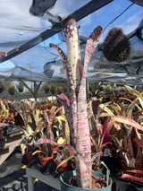 Billbergia Cold Fusion x vittata 'Select'
