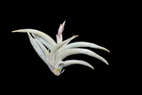 Tillandsia tenebra