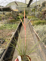 Tillandsia Cootharaba
