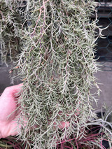 Tillandsia virescens v. capillaris 'Pitchfork'