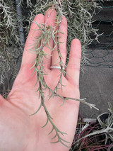 Tillandsia virescens v. capillaris 'Pitchfork'