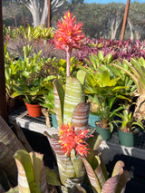 Aechmea flavorosea