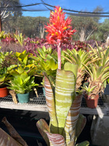 Aechmea flavorosea