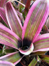 Billbergia variegated