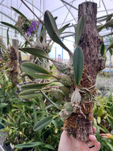 Encyclia hanburyi (compact form)