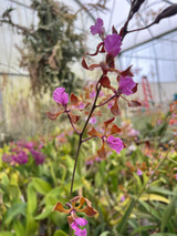 Encyclia hanburyi (dark flower, compact form)