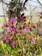 Encyclia hanburyi (dark flower, compact form)