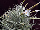 Tillandsia uruguayensis