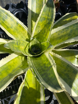 Canistrum (Edmundoa) lindenii 'Albo'