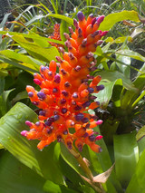 Aechmea capixabae (?)