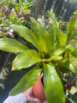 Aechmea capixabae (?)