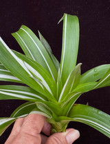 Tillandsia multicaulis, Variegated