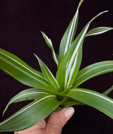 Tillandsia multicaulis, Variegated